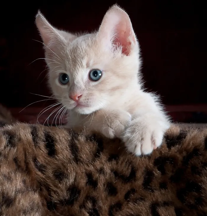小猫，猫，小猫，宠物，动物，可爱，猫的，家养
