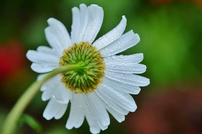 花，雏菊，白色，黄色，花的，花园，盛开
