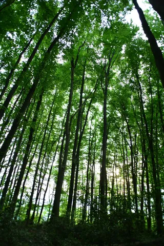 森林，树木，自然，木材