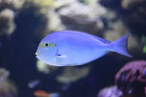 水族馆，鱼，蓝色，水下，热带，自然