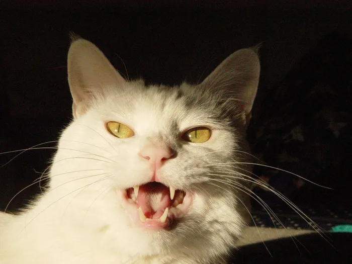 家猫，喵喵，白色，动物，宠物，猫，阿迪达斯