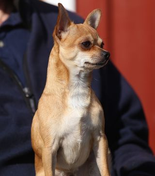 狗，动物，没有，毛皮，好奇，奇瓦瓦州，索贝尔