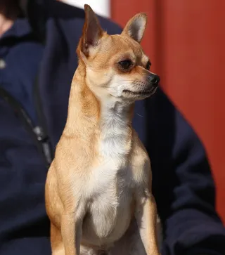 狗，动物，没有，毛皮，好奇，奇瓦瓦州，索贝尔