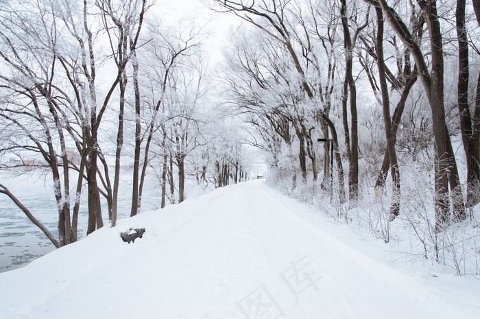 冰雪,钢笔画,树,街道,图画,寒冷的雪林树木