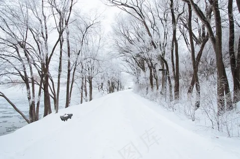 冰雪,钢笔画,树,街道,图画,寒冷的雪林树木 冰雪,钢笔画,树,街道,图画,寒冷的雪林树木