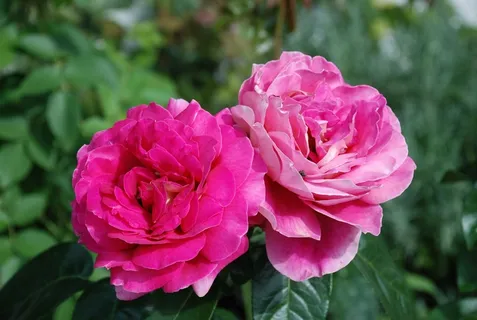 玫瑰,花,粉红色,特写,自然,花园,夏天 玫瑰,花,粉红色,特写,自然,花园,夏天