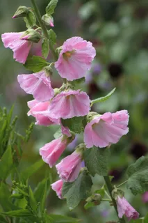 蜀葵,粉红色,花,粉红色蜀葵,盛开,玫瑰 蜀葵,粉红色,花,粉红色蜀葵,盛开,玫瑰