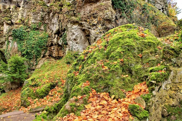 森林，岩，苔，徒步旅行，秋季，出现，性质