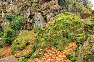 森林，岩，苔，徒步旅行，秋季，出现，性质