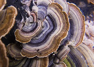 真菌，木材，蘑菇，树