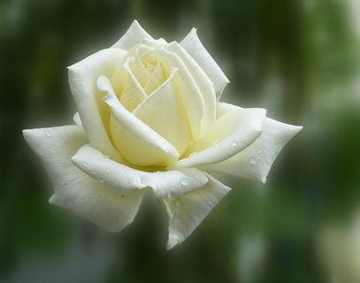 玫瑰，夏天，开花，花，鲜花