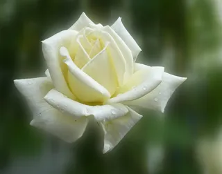 玫瑰，夏天，开花，花，鲜花