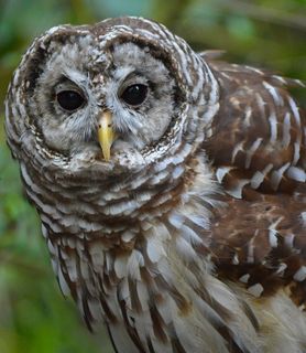 条纹猫头鹰，猫头鹰，性质，鸟，野生动物，捕食者