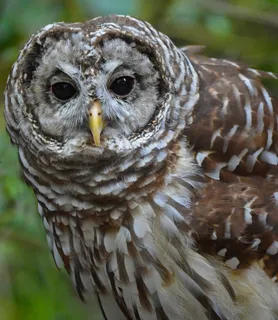 条纹猫头鹰，猫头鹰，性质，鸟，野生动物，捕食者
