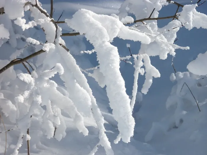 雪域，雪域，分支机构，精细，寒冷，审美，寒冬