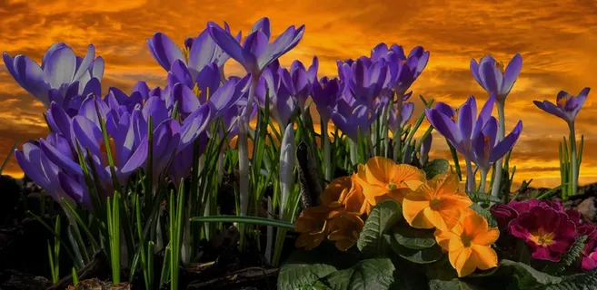春天,春暖花开,春季番红花,番红花 春天,春暖花开,春季番红花,番红花