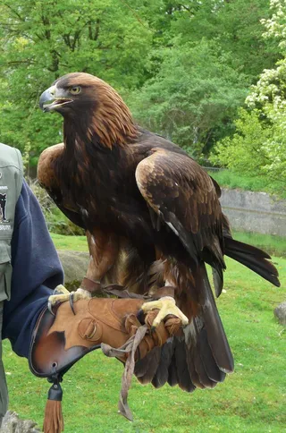 阿德勒，鸟，动物