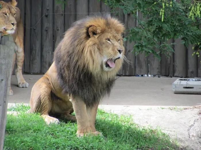 狮子，动物，哺乳动物，野生动物，食肉兽，男性，丛林