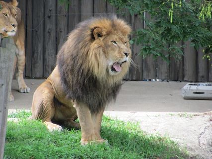 狮子，动物，哺乳动物，野生动物，食肉兽，男性，丛林