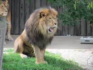 狮子，动物，哺乳动物，野生动物，食肉兽，男性，丛林