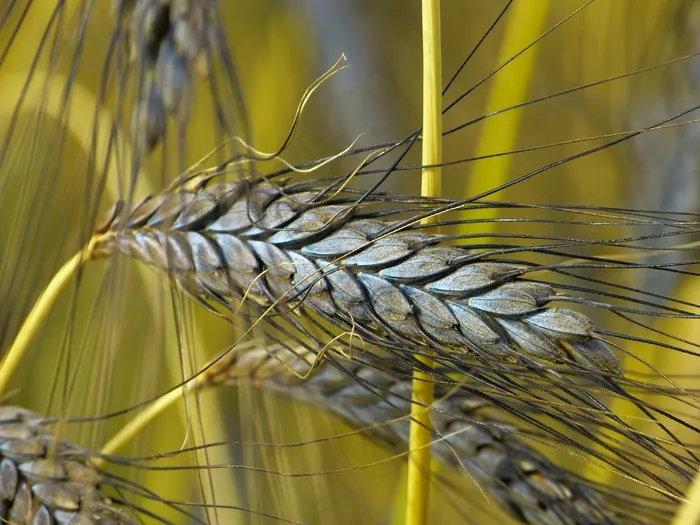 Urkorn，Emmer，Triticum Dicoccon Var，Atratumgetreide