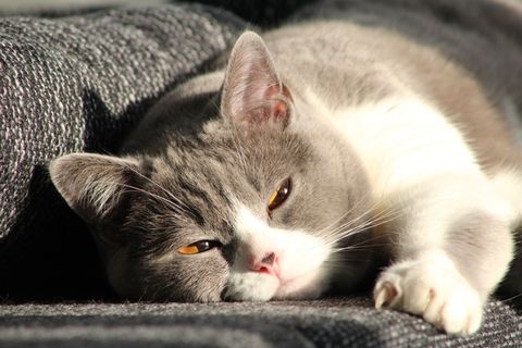 猫，宿醉，米兹