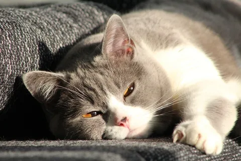 猫，宿醉，米兹