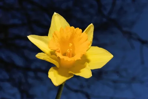 水仙,黄水仙,黄色,春天,开花,盛开 水仙,黄水仙,黄色,春天,开花,盛开