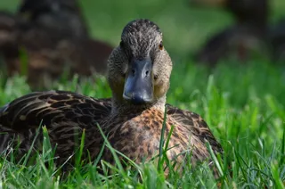 鸭，动物，水禽，鸟，动物肖像