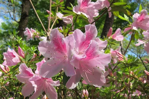 杜鹃花,粉红色,花,植物,性质,花园,植物群 杜鹃花,粉红色,花,植物,性质,花园,植物群