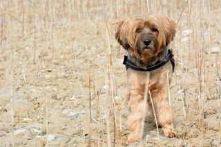 狗，动物，宠物，看起来，等待，脸，棕色，肖像