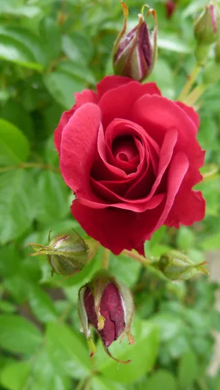 粉红色，红色，花，自然，花园，夏天，花瓣