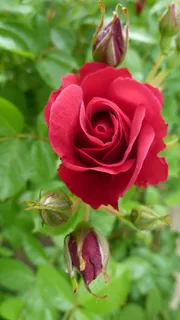 粉红色,红色,花,自然,花园,夏天,花瓣 粉红色,红色,花,自然,花园,夏天,花瓣
