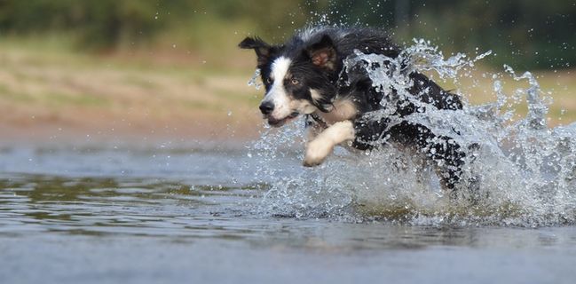 边境牧羊犬，跳，水，英国牧羊犬，夏天
