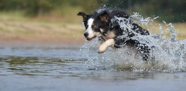 边境牧羊犬,跳,水,英国牧羊犬,夏天 边境牧羊犬,跳,水,英国牧羊犬,夏天