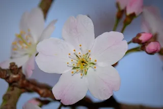 开花，自然，花