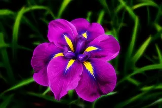 鸢尾花，紫色，花，性质，开花，植物，花的