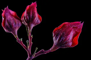 开花，花，红色，紫色