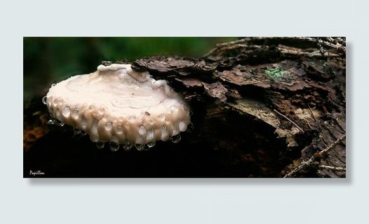 蘑菇，木耳，日志，树桩，结构，滴灌