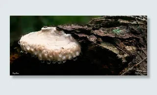 蘑菇，木耳，日志，树桩，结构，滴灌