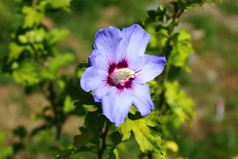 芙蓉,树,花,植物,性质,叶子 芙蓉,树,花,植物,性质,叶子