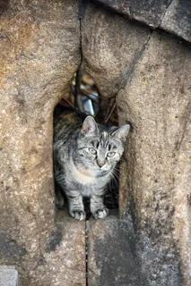 动物，猫，墙，Mieze，动物