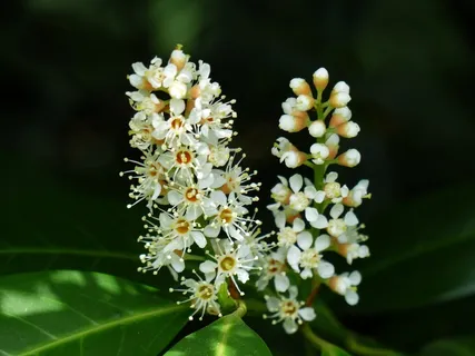 梅花桂花,开花,白,芽,布什 梅花桂花,开花,白,芽,布什