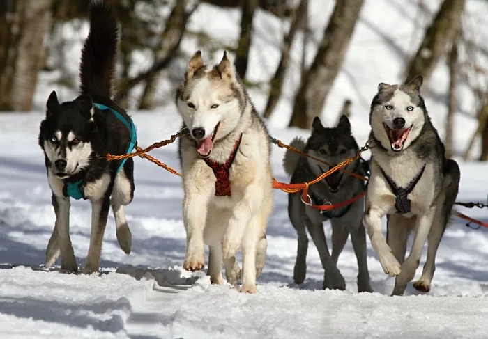 爱斯基摩犬，赫斯基，蓝眼睛，狗，雪，竞赛，雪橇犬