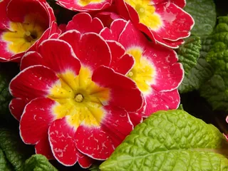 鲜花，绿色，红色，黄色，露水，滴眼液，春天