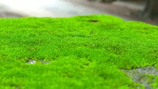 苔，绿化，自然，户外，环境，绿色