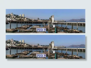 海狮，加利福尼亚，港口，旧金山，码头39