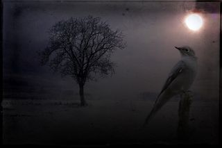 景观，夜，树，鸟，动物，天空，月亮