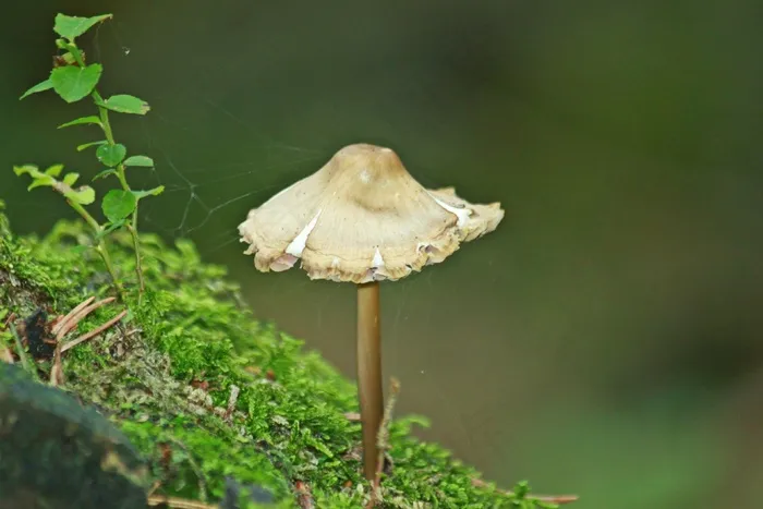 蘑菇，森林，秋季，性质，植物，苔，绿色