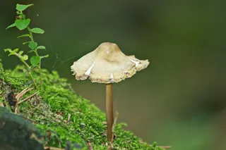 蘑菇，森林，秋季，性质，植物，苔，绿色